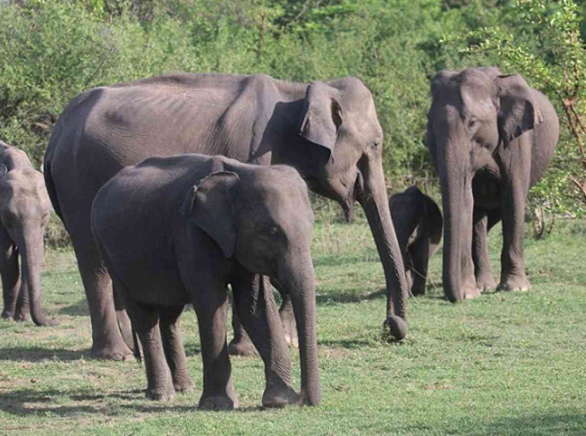 මින්නේරිය ලෝකයට ගෙන ගිය මහා වනජීවී ආශ්චර්යය අපට අහිමි වෙයිද?