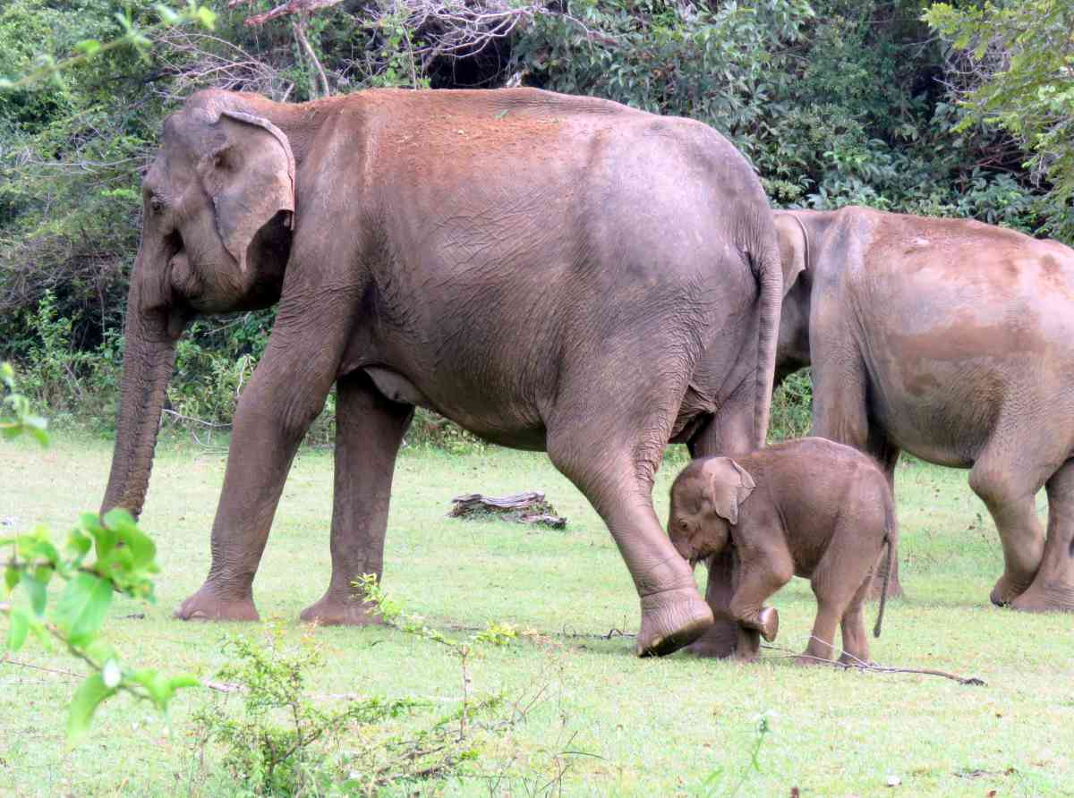 එකම කේබල් මදුවට බිලිවීමට ගිය මවත් දියණියත් බේරාගත් කඩිනම් මානුෂීය මෙහෙයුම