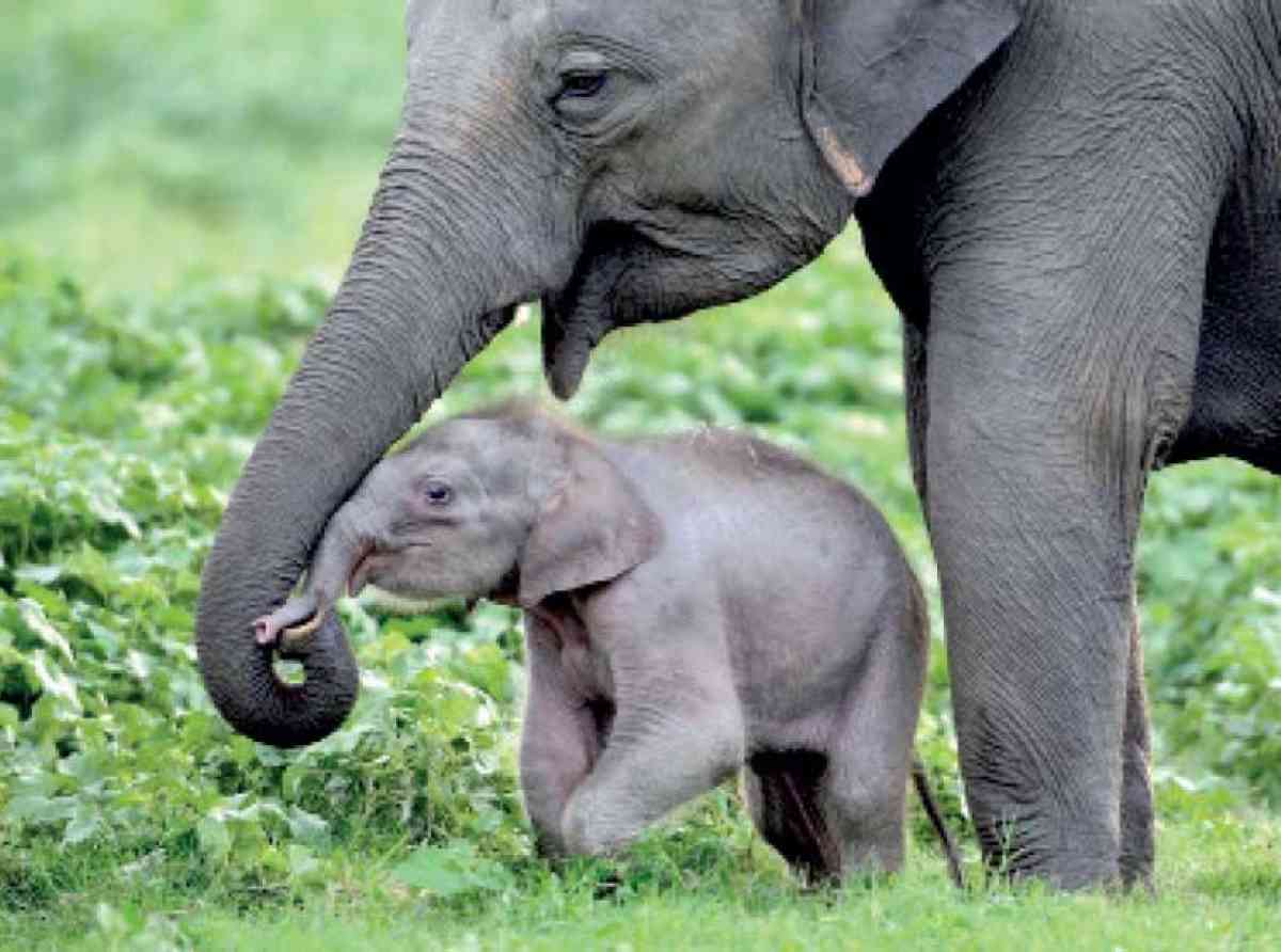 sri-lankan-elephant
