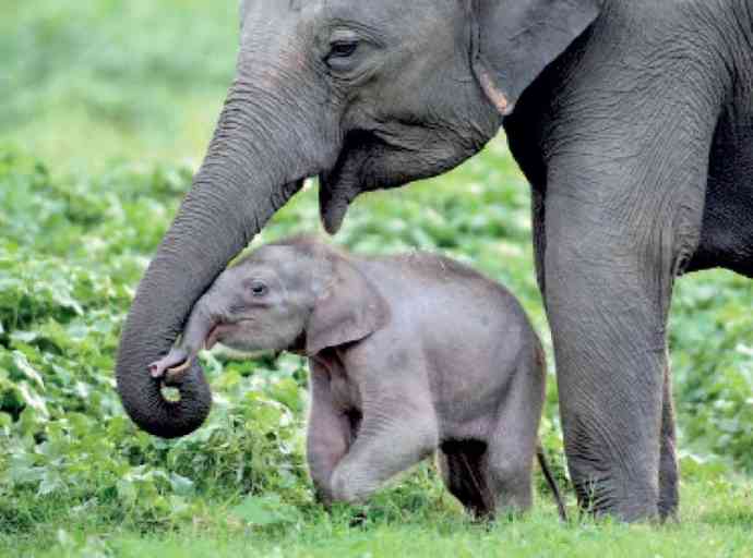 sri-lankan-elephant
