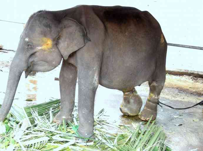 baby-elephant