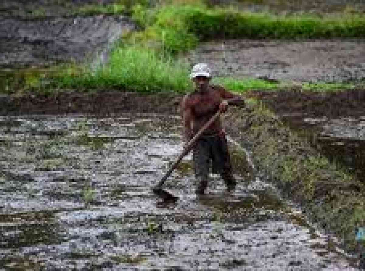 paddy-farmers-sri-lanka