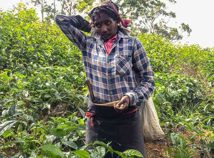 වතු කම්කරුවන් ගේ ඇත්ත ප්‍රශ්නය රුපියල් 200කින් විසඳිය හැකි ද...? - Advocata ආයතනයේ ප්‍රධාන විධායක ධනනාත් ප්‍රනාන්දු