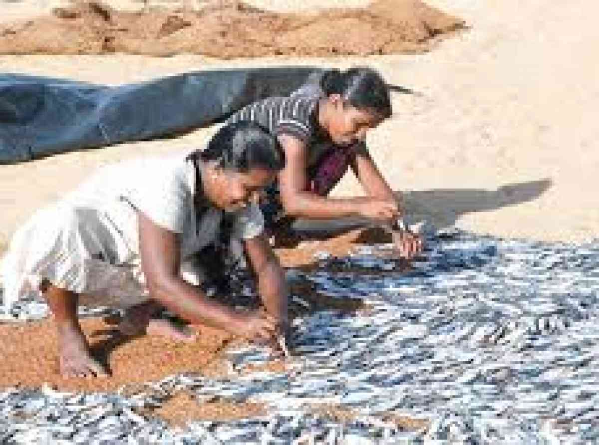 වෙහෙස නොබලා වෙහෙසෙන, විඩා දරන ගම්වල ගැහැණු  - නිර්මලා දිසානායක