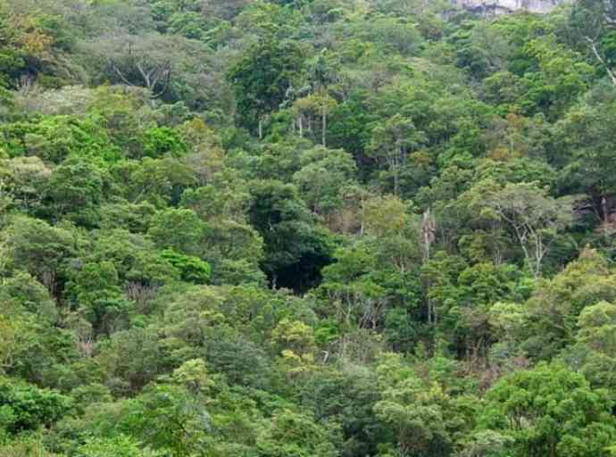 Forests-of-Sri-Lanka