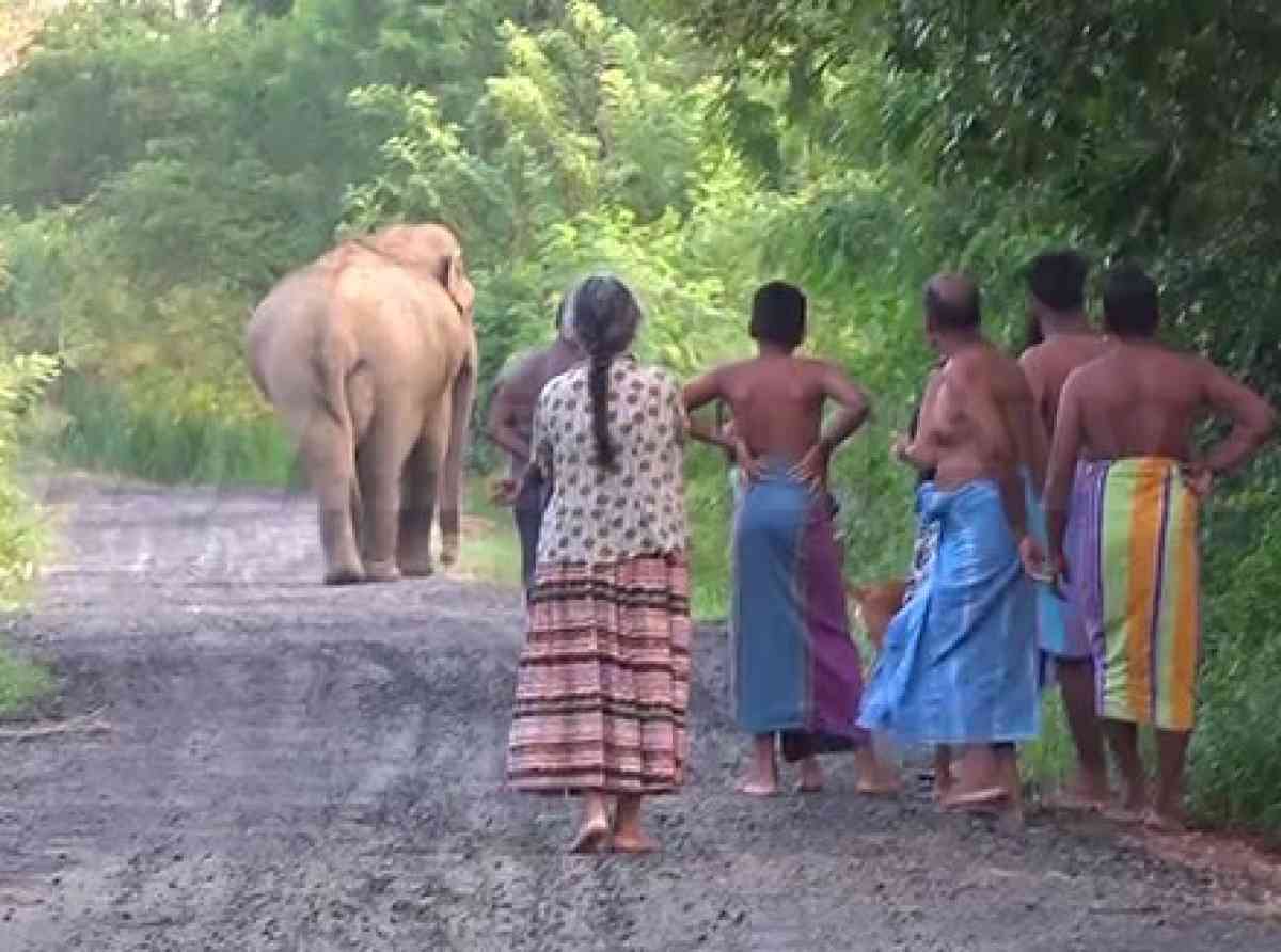 Human-animal-conflict