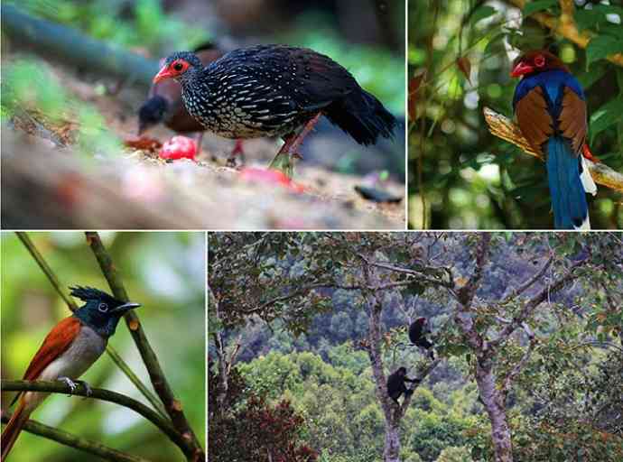 සංරක්ෂණයේ පදනම බිඳ දමා ‘වනජීවී දිනය’ සමරා පලක් වේද? - සුපුන් ළහිරු ප්‍රකාශ්
