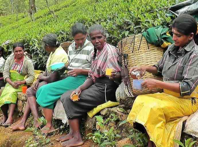 tea-plantation-workers