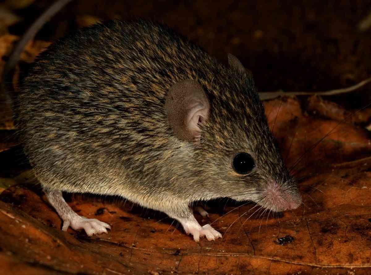 mus-dumbara