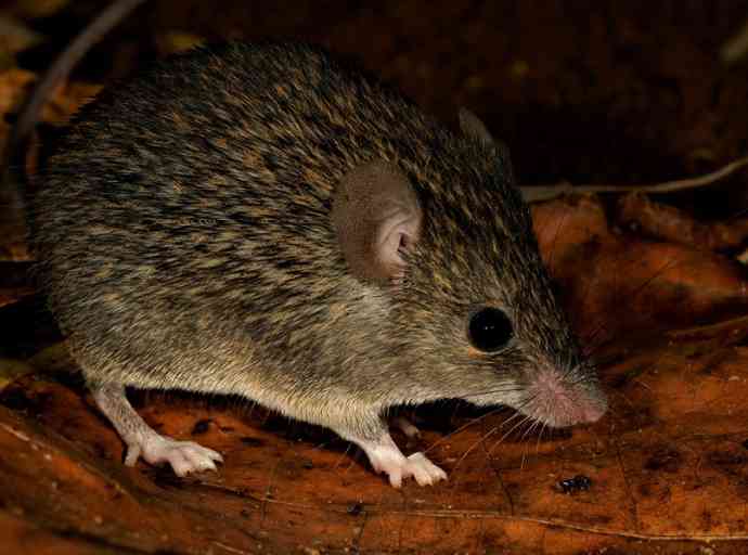 mus-dumbara