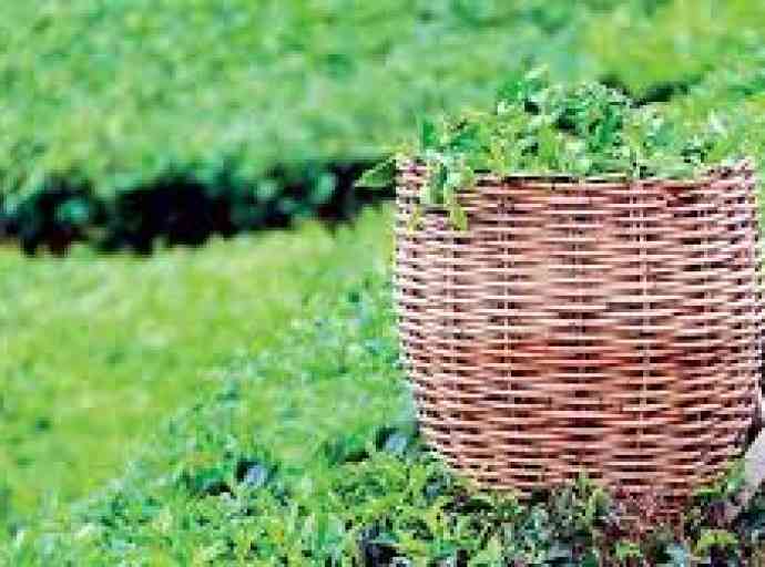 තේදළු කිලෝවකට කම්කරු ශ්‍රමය වෙනුවෙන් ඉහළම මිලක් ගෙවන රට ශ්‍රී ලංකාවයි – ආචාර්ය සුධාරක ආරියරත්න (01-කොටස)