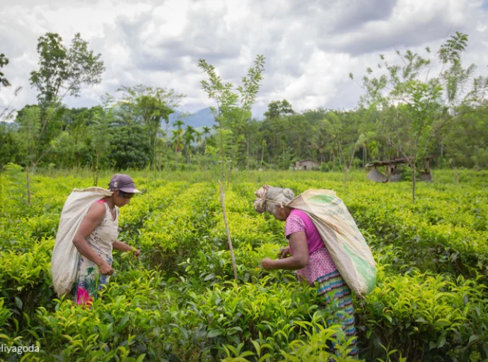 tea-plantation-workers